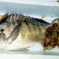 メバルが少なくチヌ、シーバス