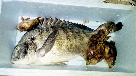 メバルが少なくチヌ、シーバス