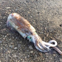 中紀のアオリイカはまだ早い・・・？