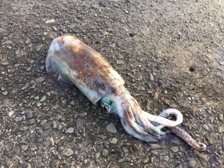 中紀のアオリイカはまだ早い・・・？