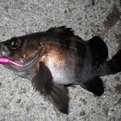 姫路メバル・ガシラ(2015-7)