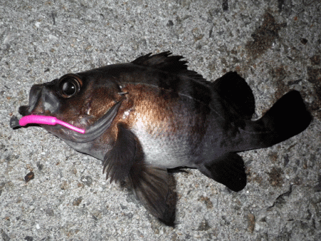 姫路メバル・ガシラ(2015-7)