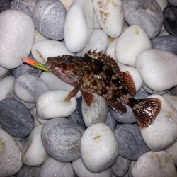 泉南のサーフでメバリング