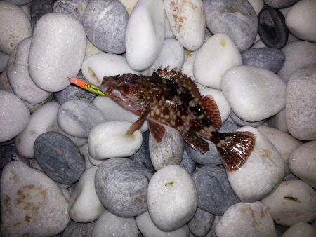 泉南のサーフでメバリング