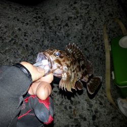 マナティー38でメバルゲット！！しかし。。。