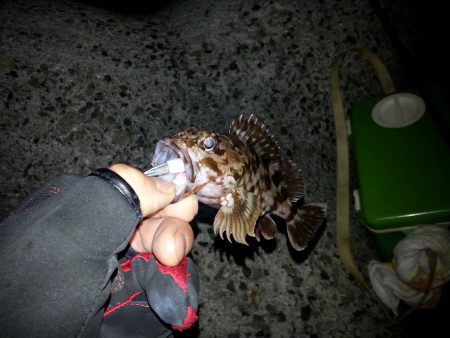 マナティー38でメバルゲット！！しかし。。。