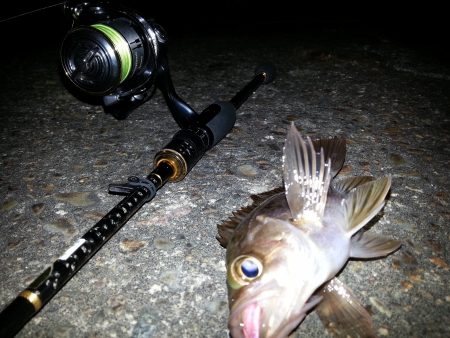 強風メバリング