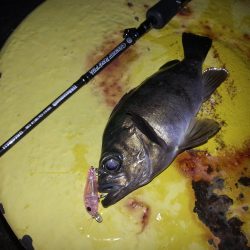 月夜メバリング