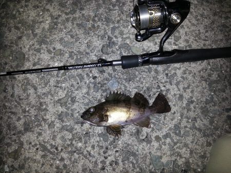 雑賀崎　苦戦アジング