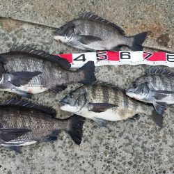 今週も夢洲スリットでフカセ釣り…♪