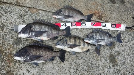 今週も夢洲スリットでフカセ釣り…♪