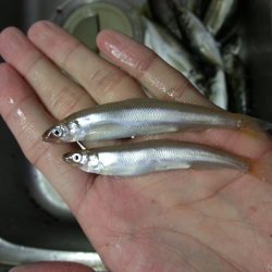 5日連続でライトゲーム