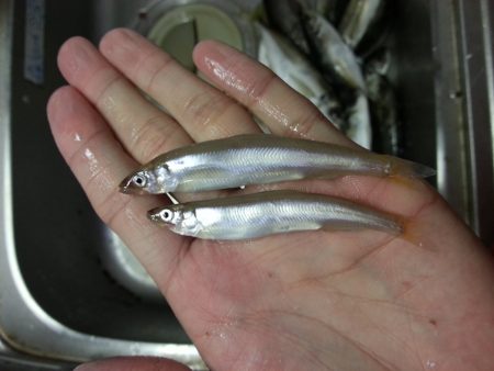 5日連続でライトゲーム