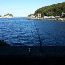 白浜周辺　ヤエンでなんとか、アオリイカ１杯1.6㌔