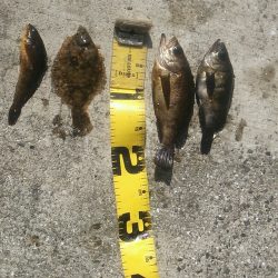 今年初のメバリングとカレイ