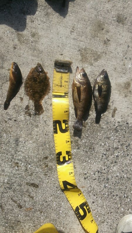 今年初のメバリングとカレイ