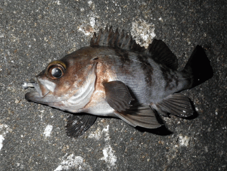 姫路メバル・ガシラ(2015-8)