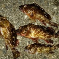 箱作　メバル調査