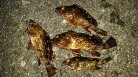 箱作　メバル調査