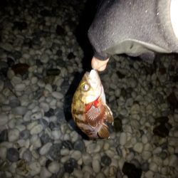 ギリギリボウズは逃れた。。。