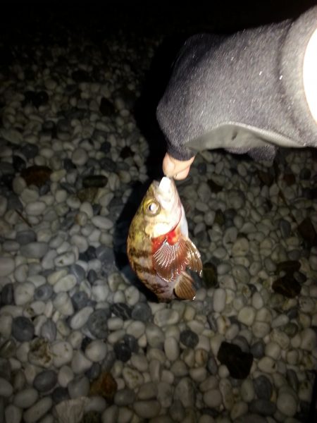 ギリギリボウズは逃れた。。。