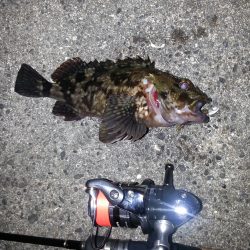 のっ込みチヌ狙い！