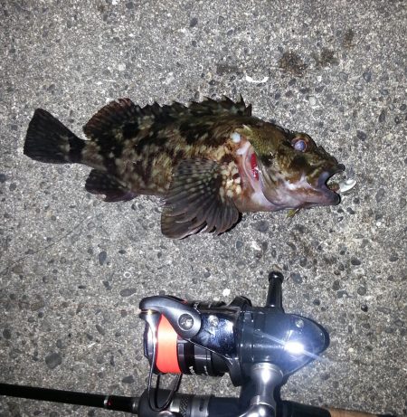 のっ込みチヌ狙い！