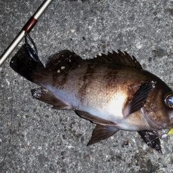 大阪南港　ロック調査