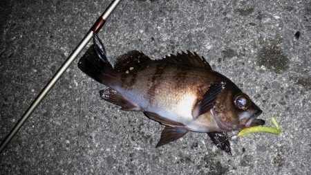 大阪南港　ロック調査