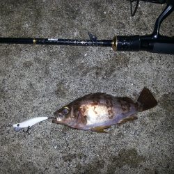 雨後メバリング