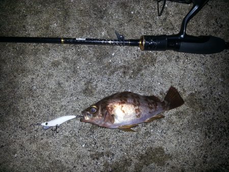 雨後メバリング