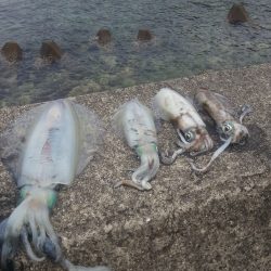 ヤエンではじめてのアオリイカ2㌔UPGET！