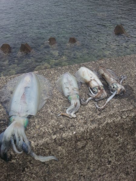 ヤエンではじめてのアオリイカ2㌔UPGET…