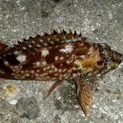 泉南メバルは渋かった