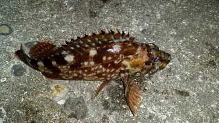 泉南メバルは渋かった