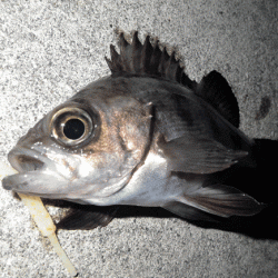 姫路メバル・ガシラ(2015-9)