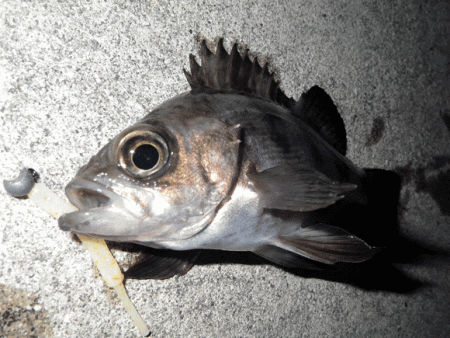 姫路メバル・ガシラ(2015-9)