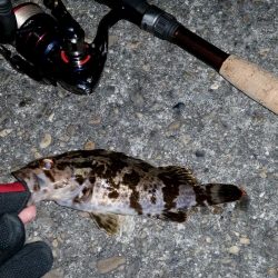 大阪南港　ロック調査