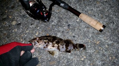 大阪南港　ロック調査