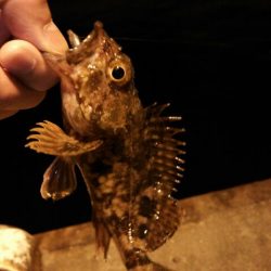 北公園メバリング