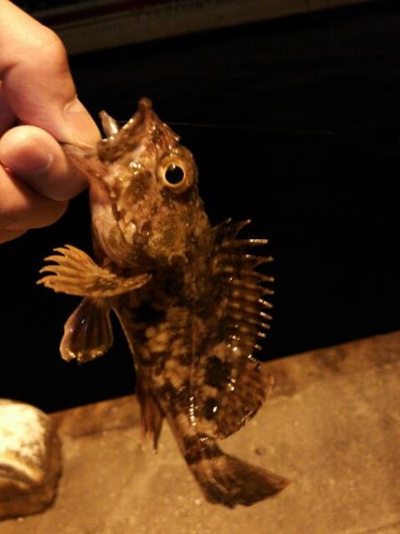 北公園メバリング