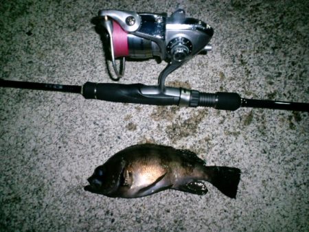 浅茂川周辺でのメバリング