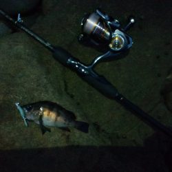 深日漁港　今日はダメ(>_<)