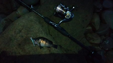 深日漁港　今日はダメ(>_<)