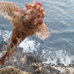 【御坊で渡船を使い】石鯛・・・グレ二匹・・・