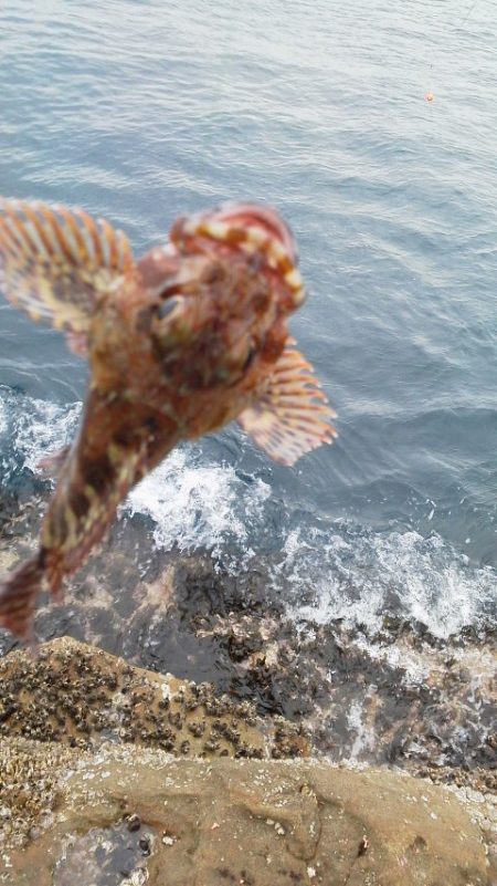 【御坊で渡船を使い】石鯛・・・グレ二匹・・・