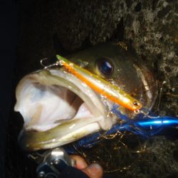 高砂埋立地　今シーズン　シーバス初ゲット！