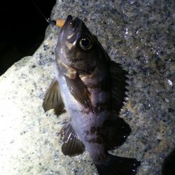 泉佐野　メバル調査!!