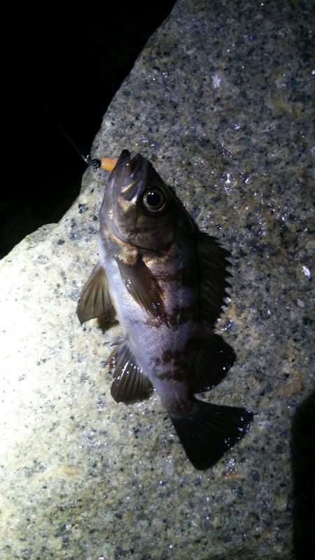 泉佐野　メバル調査!!