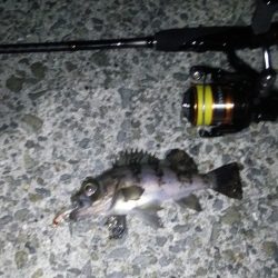 泉南プラッキングランガン!!